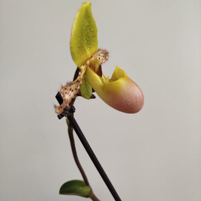 Yellow and pink orchid flower