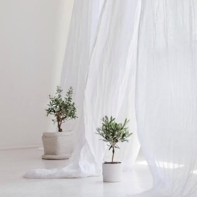 Two olive trees against a white backdrop