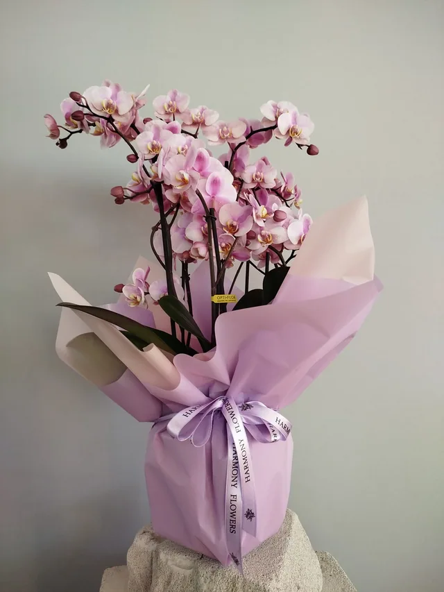 Harmony Flowers kurdeleli pembe orkide